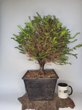 English Yew -  Formal Upright large Bonsai Tree Material 