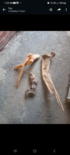 Large mopani bogwood - mopani,