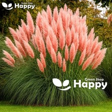 ORNAMENTAL GRASS - PAMPAS