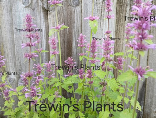 Agastache potted plant - agastache,