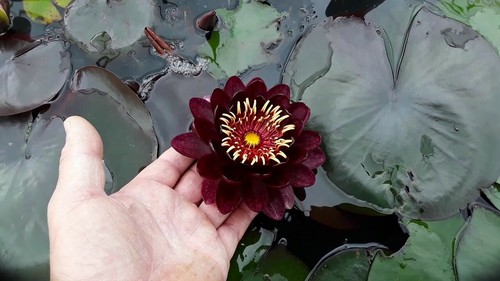 Black princess water lily - 1,