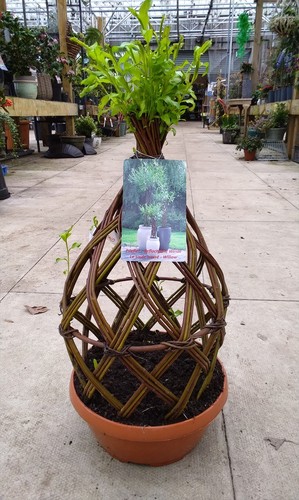 Twisted willow plant topiary - twisted,