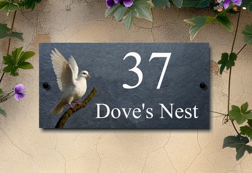 Dove bird wildlife - dove,