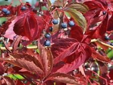 Virginia Creeper -Five-leaved