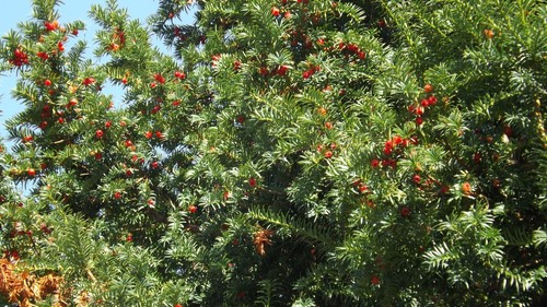 English yew seeds taxus - english,