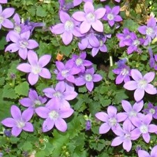 Campanula poscharskyana