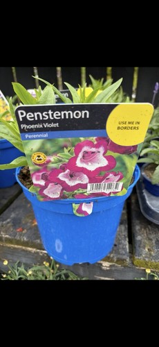 Penstemon phoenix violet - phoenix, hardy