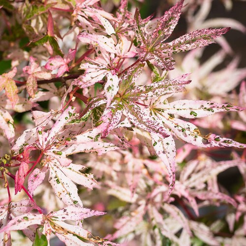Acer ukigumo floating cloud - floating,