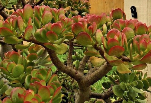 Crassula ovata jade plant - ovata,