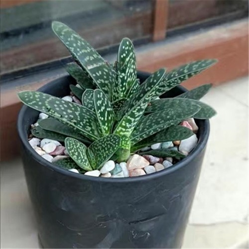 Gasteria gracilis - gracilis,