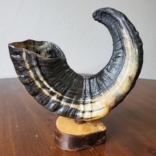 Icelandic Ram Sheep Horn Black & Cream Two-Tone Curved Polished on Stand 8.25"