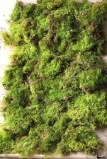 Fresh Carpet Moss for Wreath