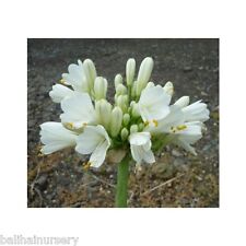 Agapanthus Pavlova  White flowers from New Zealand plant in 2L pot or bareroot.