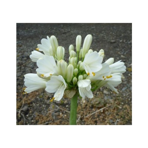 Agapanthus pavlova white - ,