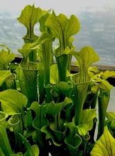 Sarracenia Oreophila