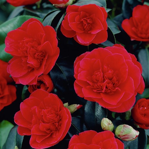 Camellia japonica lady - camellia,