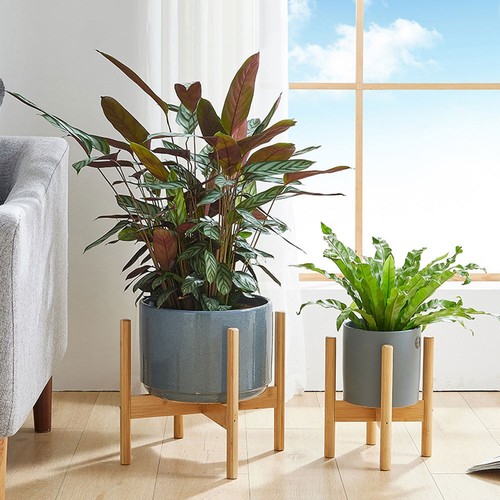Bamboo wooden display - bamboo, plant
