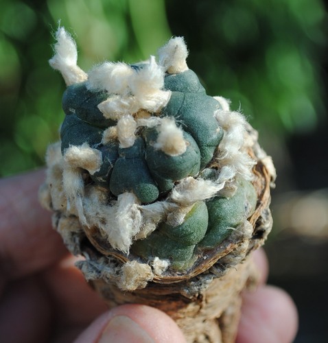 Ariocarpus astrophytum - ariocarpus,