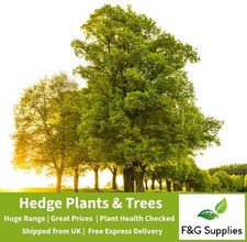 English Oak Quercus bare root hedging tree sapling hedge plants whips