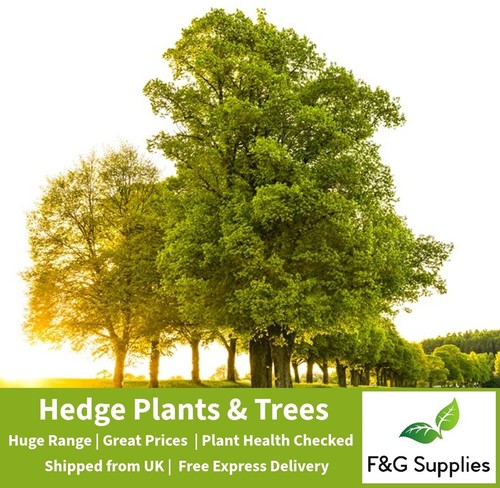 English oak quercus bare - quercus, root