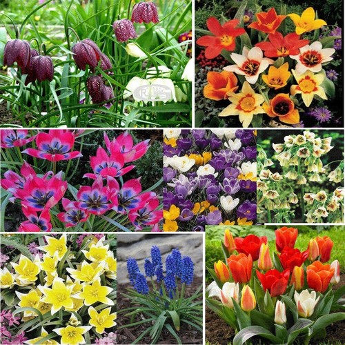 Gardens flowers freesia - gardens,