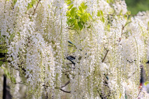 White wisteria floribunda - 5,