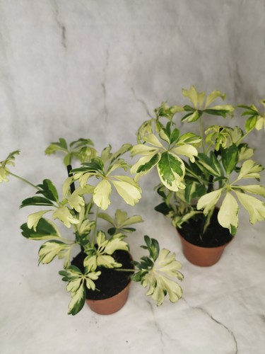 Schefflera janine variegated - schefflera,