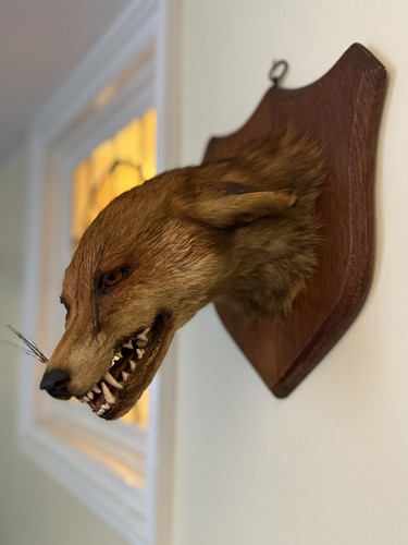 Taxidermy fox head - taxidermy,