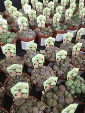 Lithops plants l Mixed 9cm