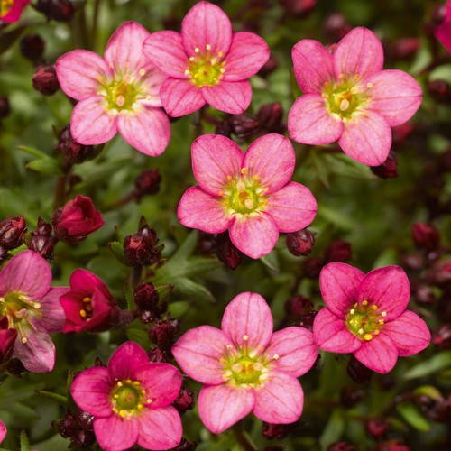 Saxifrage alpino pink alpine - pink,