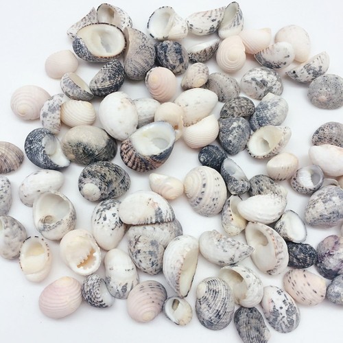 Natural sea shells - natural,