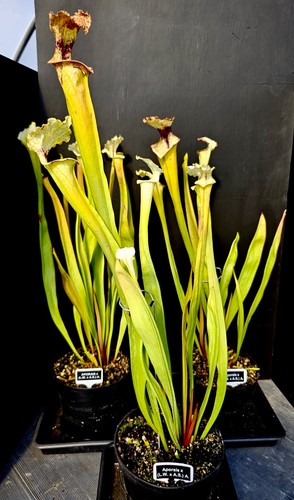 Sarracenia aporias leah w - aporias, (leah