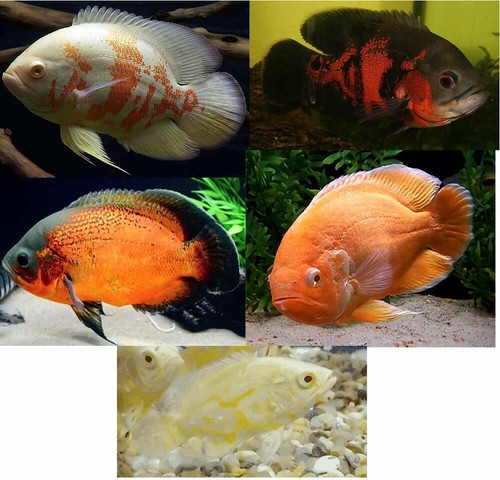 Live pack mixed - mixed, oscar