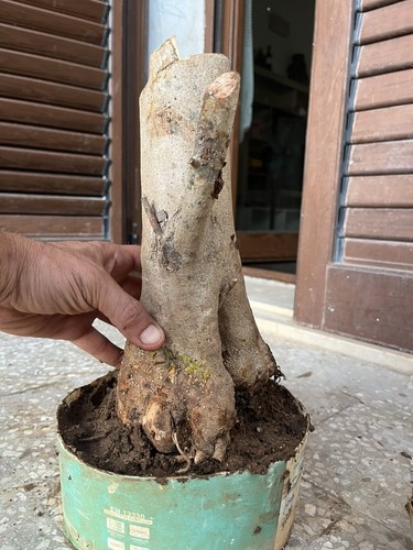 Mature olive bonsai yamadori - olive, bonsai,