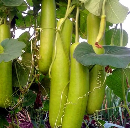 Lagenaria siceraria 15 seeds - lagenaria,