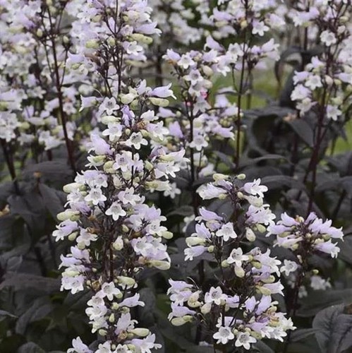 Penstemon onyx pearls - 'onyx, pearls'