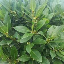 Bay Tree (laurus nobilis)