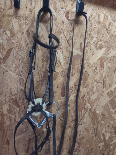 English leather grackle - english,