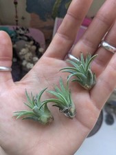 Baby Small Tillandsia Air Plant House Plant NO SOIL REQUIRED airplant succulent