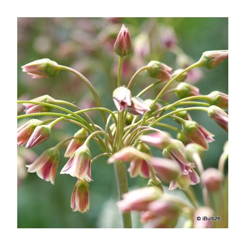 Allium siculum
