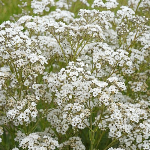 Gypsophila babys breath bare - gypsophila,