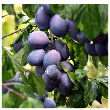 Opal Plum Tree 4-5ft in a 6L Pot, Self-Fertile,Ready to Fruit,Early Fruiting
