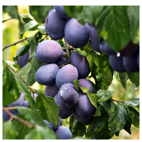 Opal plum tree - plum, in