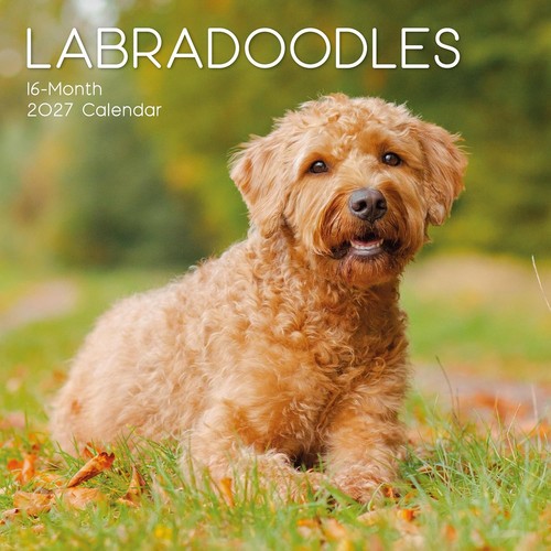 Labradoodle dog x 12 - dog, "12