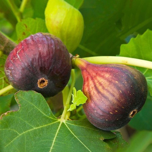 Fig tree 10 - cm, bare
