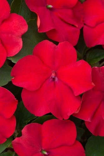 Busy lizzie impatiens beacon - impatiens,