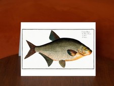 Bream (Cyprinus Brama) by