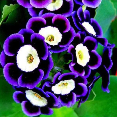 Purple petunia bullseye - 20,