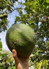 Marcus Pumpkin Grafted Avocado