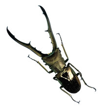 Cyclommatus metallifer, Golden Metallic Stag Beetle | Indonesia | A1 | +/-70mm